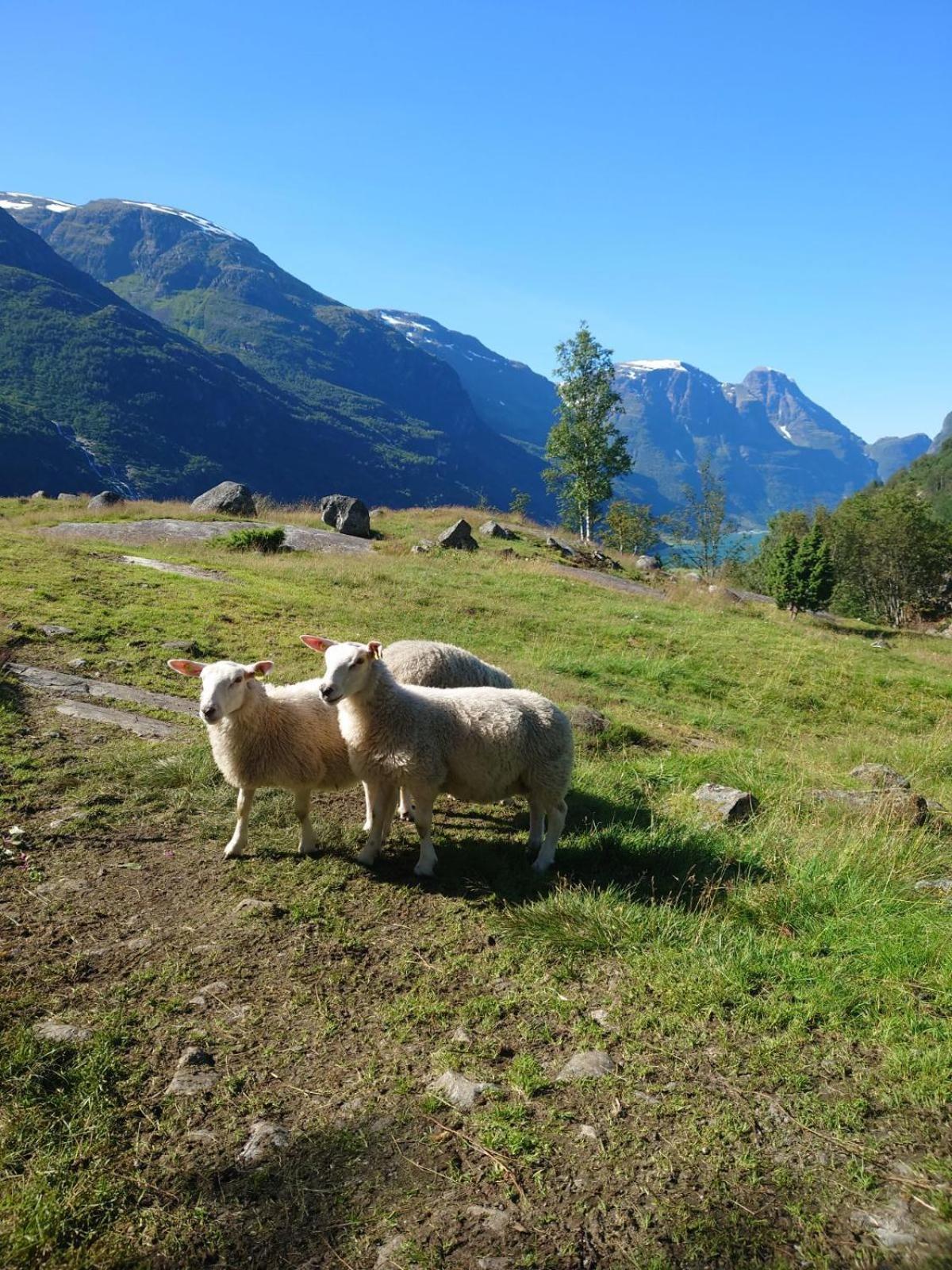Trollbu Aabrekk gard Villa Briksdalsbre Dış mekan fotoğraf